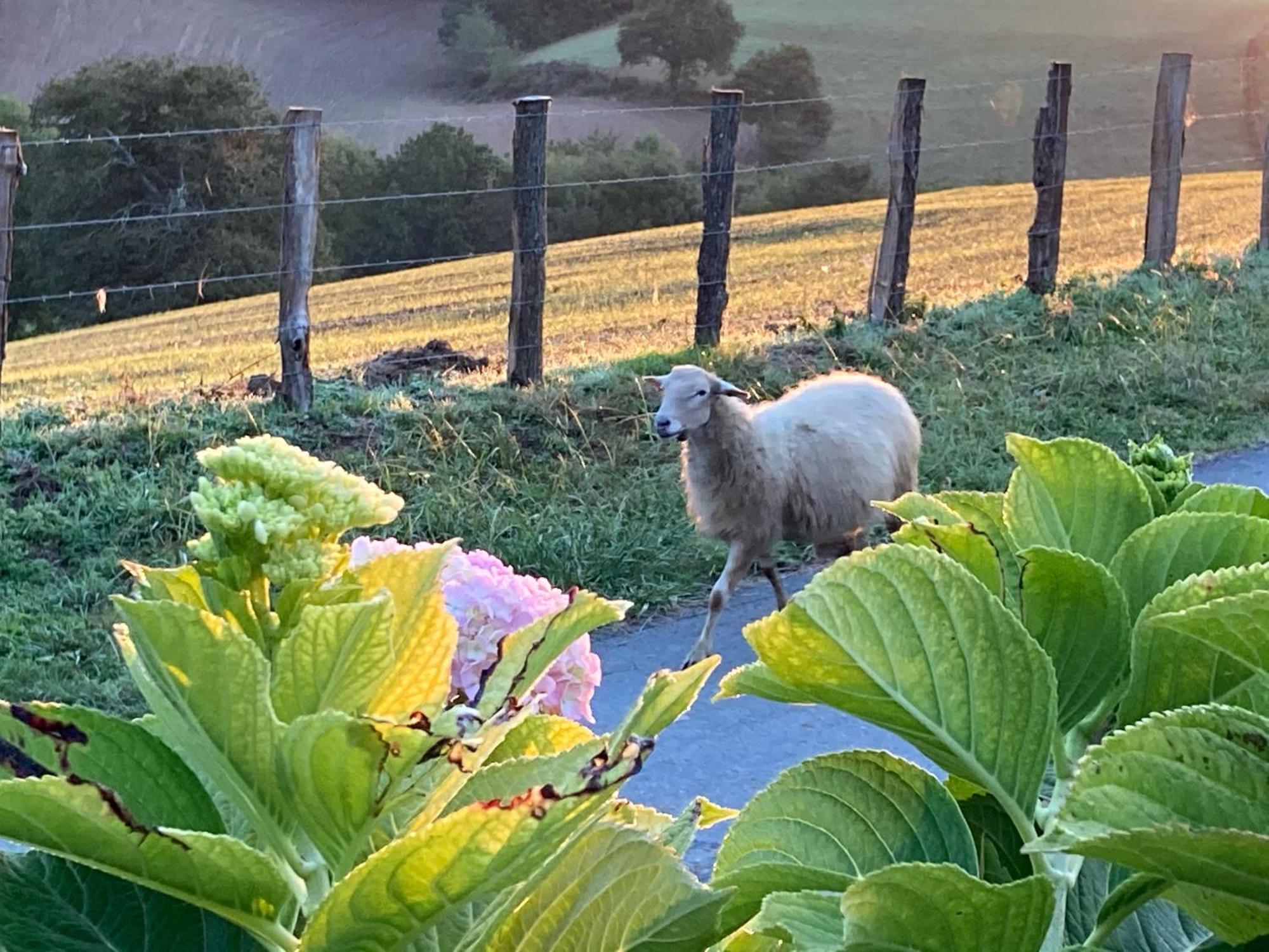 Baskoparadis I Eco-Gites I Calme I Vue I Anes I Jardin I Montagne I Nature Louhossoa Exterior photo